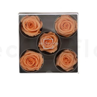 Rosa stabilizzata XL Pesca (x5)