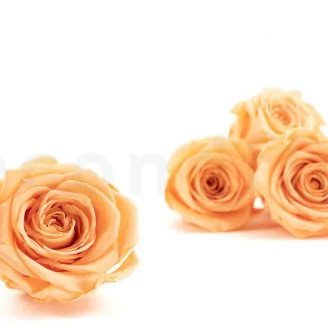 Rosa preservada XL Melocot&oacute;n (x5)