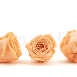 Rosa preservada XL Melocot&oacute;n (x5)