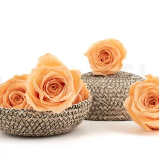 Rosa preservada XL Melocot&oacute;n (x5)