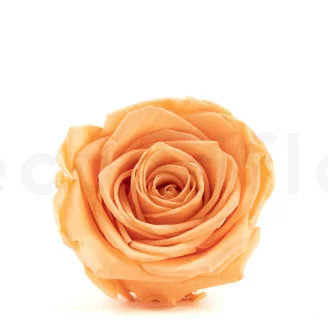 Rosa stabilizzata XL Pesca (x5)
