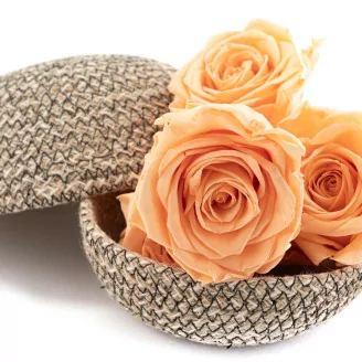 Preserved Rose XL Peach (x5)