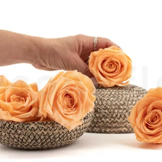 Rose stabilis&eacute;e XL P&ecirc;che (x5)