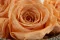 Konservierte Rose XL Pfirsich (x5) 3