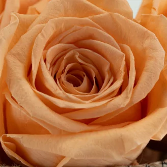 Rosa preservada XL Melocot&oacute;n (x5)