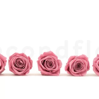 Rose stabilis&eacute;e XL Cherry Vintage (x5)