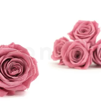 Preserved Rose XL Cherry Vintage (x5)