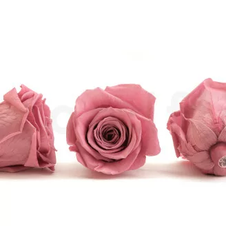 Rosa preservada XL Cherry Vintage (x5)