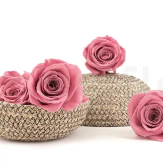 Rosa preservada XL Cherry Vintage (x5)