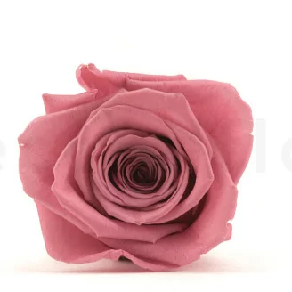Rosa preservada XL Cherry Vintage (x5)
