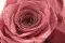 Rosa stabilizzata XL Cherry Vintage (x5) 3
