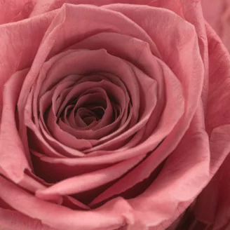 Konservierte Rose XL Cherry Vintage (x5)