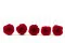 Rose stabilis&eacute;e XL Rouge (x5) 4