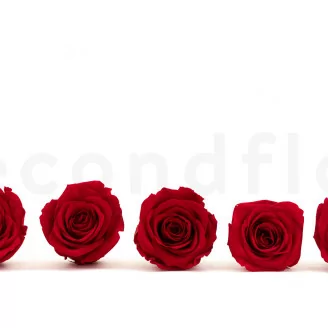 Konservierte Rose XL Rot (x5)