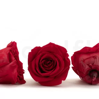 Preserved Rose XL Red (x5)