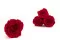 Rosa preservada XL Rojo (x5) 7