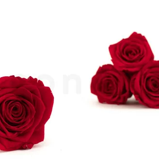 Konservierte Rose XL Rot (x5)