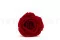 Konservierte Rose XL Rot (x5) 8