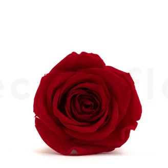 Rosa preservada XL Rojo (x5)