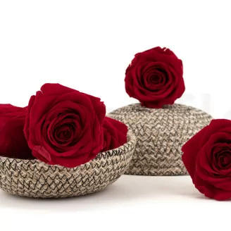 Konservierte Rose XL Rot (x5)