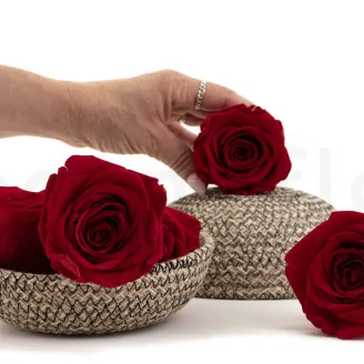 Preserved Rose XL Red (x5)