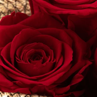 Rosa stabilizzata XL Rosso (x5)