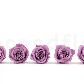 Konservierte Rose XL Lila (x5)