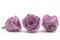 Rosa preservada XL Lila (x5) 5