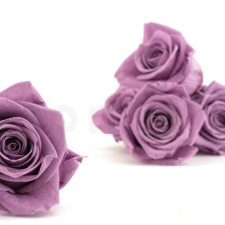 Preserved Rose XL Lilac (x5)