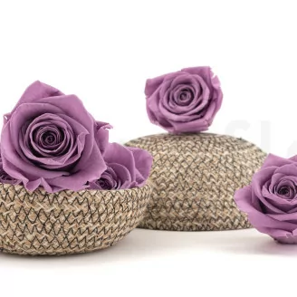 Preserved Rose XL Lilac (x5)