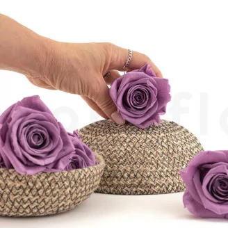 Preserved Rose XL Lilac (x5)