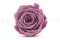 Preserved Rose XL Lilac (x5) 9