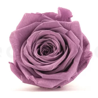 Konservierte Rose XL Lila (x5)