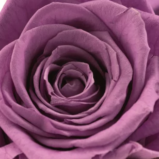 Rosa preservada XL Lila (x5)