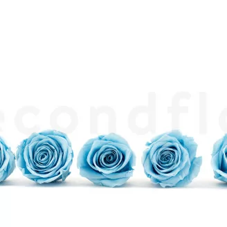 Konservierte Rose XL Hellblau (x5)