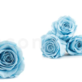 Konservierte Rose XL Hellblau (x5)