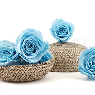 Preserved Rose XL Light Blue (x5)