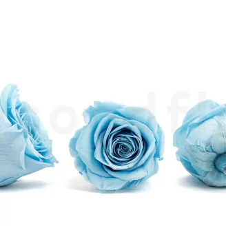 Konservierte Rose XL Hellblau (x5)