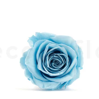 Konservierte Rose XL Hellblau (x5)