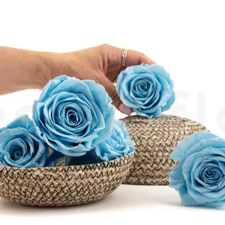 Konservierte Rose XL Hellblau (x5)