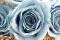 Rose stabilis&eacute;e XL Bleu Clair (x5) 3