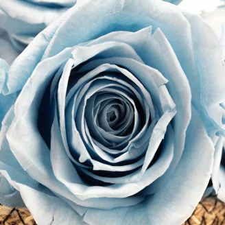 Konservierte Rose XL Hellblau (x5)