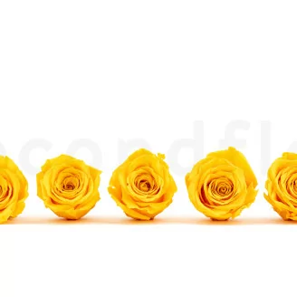 Rosa stabilizzata XL Warm Yellow (x5)