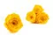 Konservierte Rose XL Warm Yellow (x5) 9