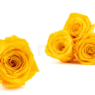 Konservierte Rose XL Warm Yellow (x5)
