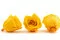Rosa stabilizzata XL Warm Yellow (x5) 6