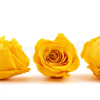 Rosa stabilizzata XL Warm Yellow (x5)