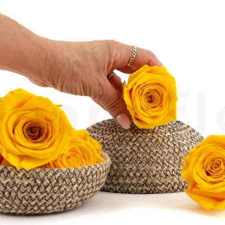 Konservierte Rose XL Warm Yellow (x5)