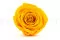 Konservierte Rose XL Warm Yellow (x5) 8