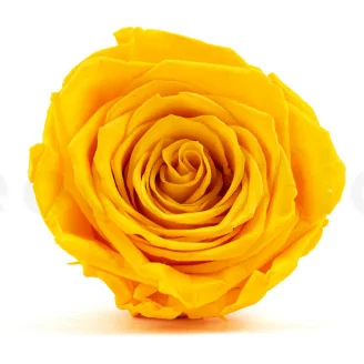 Preserved Rose XL Warm Yellow (x5)